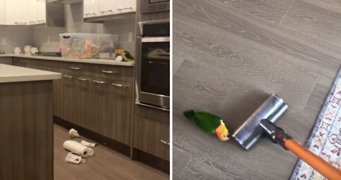 VIDEO Ova papiga obožava raditi nered po kući, pogledajte probleme koje stvara vlasnicima