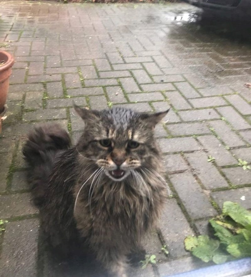 “Moj Maine Coon izađe van čak i kad pljušti, a onda ovako sjedi pred vratima.”