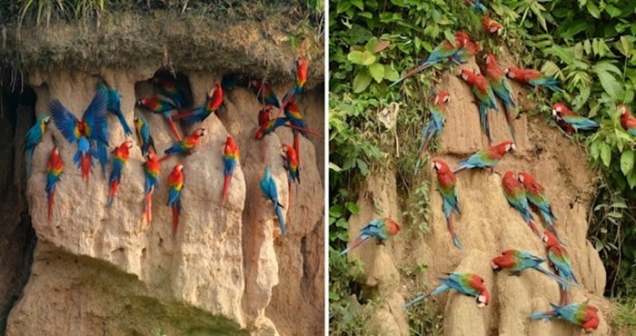 Pogledajte zašto se najveće papige na svijetu okupljaju na ovim mjestima