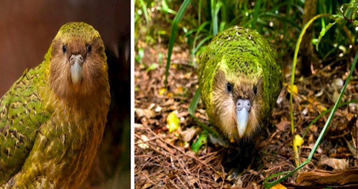 10 zanimljivih činjenica o Kakapo papigi koja ne može letjeti