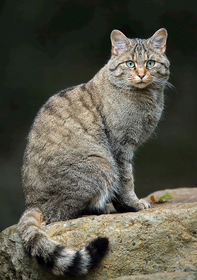 #15 Divlja mačka (Felis Silvestris)