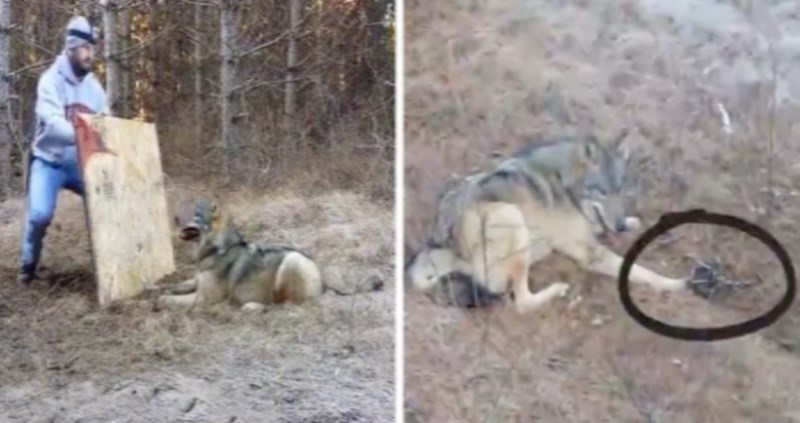 Hrabri ljudi na zanimljiv način spasili su divljeg vuka iz zamke