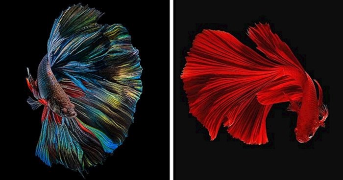 15 fotografija zadivljujućih vrsta riba različitih boja koje otkrivaju njihove karatere
