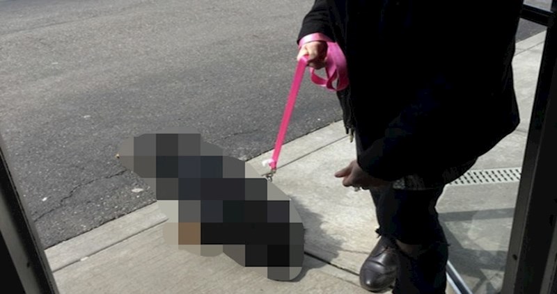 Pogledajte što ovaj pas napravi kada shvati da je vrijeme šetnje gotovo