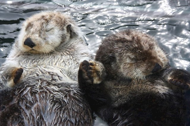 #6 Morske vidre drže se za ruke dok spavaju kako se ne bi razdvojile.