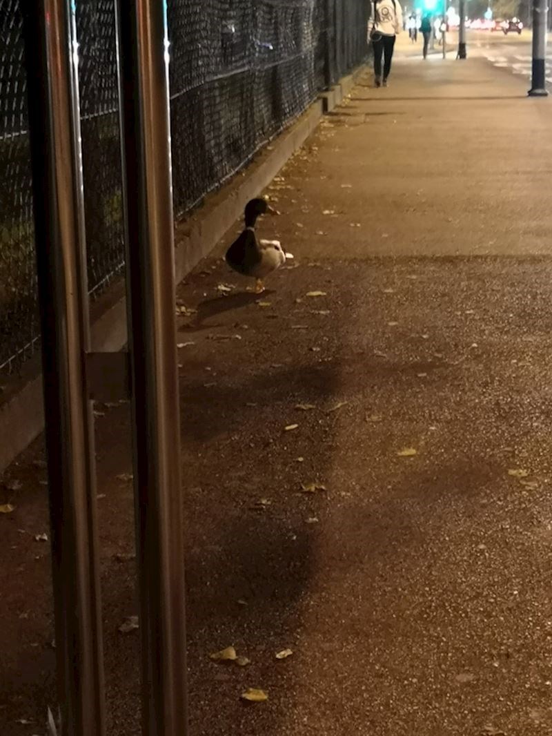 Ova patka odlučila je što brže doći do Jaruna, samo se nadamo da je kupila kartu.