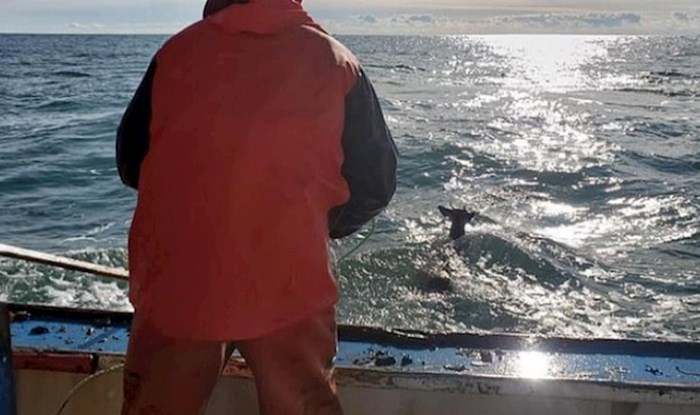 Ribari iz Mainea spasili su jelena iz oceanu koji je bio pet milja od obale