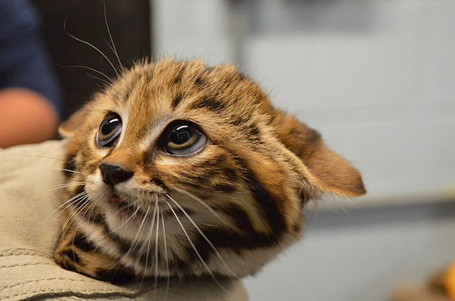 #4 Mačka crnih nogu (Felis Nigripes)