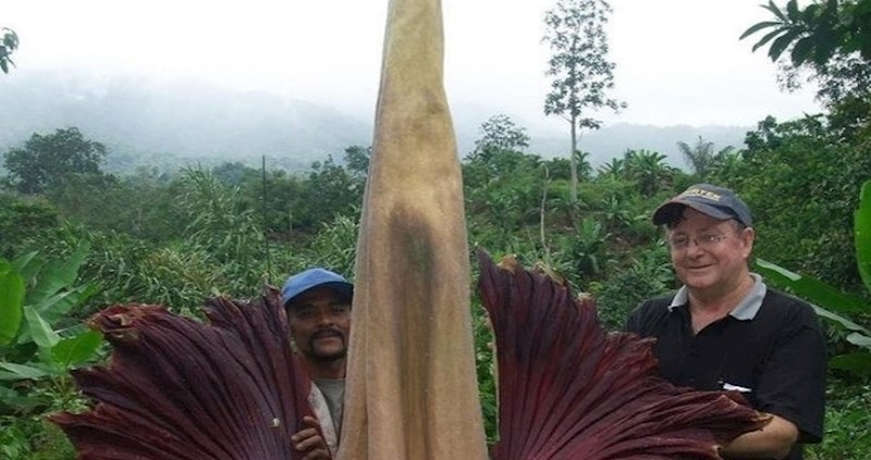 Ovo je jedna od najvećih biljaka na svijetu, procvjeta svakih 40 godina tijekom četiri dana