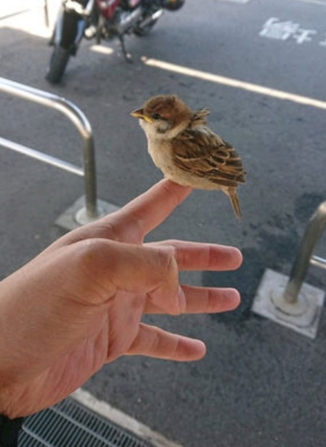 „Danas je vjetrovito, a ovaj mali vrabac odlučio je odmoriti se na mom prstu. Sjedi ovako više od 10 minuta. "