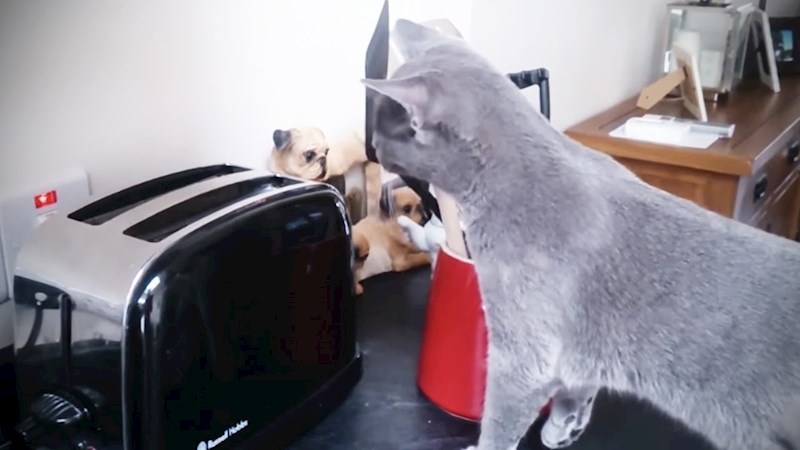 VIDEO Krastavce i mačke smo već vidjeli, a sada pogledajte urnebesne reakcije mački na tostere