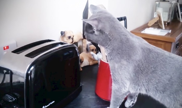 VIDEO Krastavce i mačke smo već vidjeli, a sada pogledajte urnebesne reakcije mački na tostere