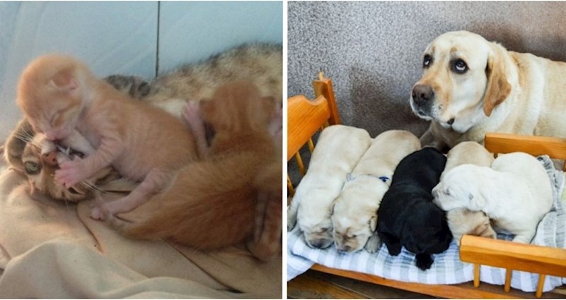 15+ fotki koje su uhvatile trenutak u kojem su ovi roditelji ostali bez strpljenja