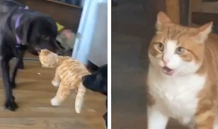 VIDEO Ovom mačku nije bilo svejedno kad je vidio što rade s igračkom koja izgleda kao on
