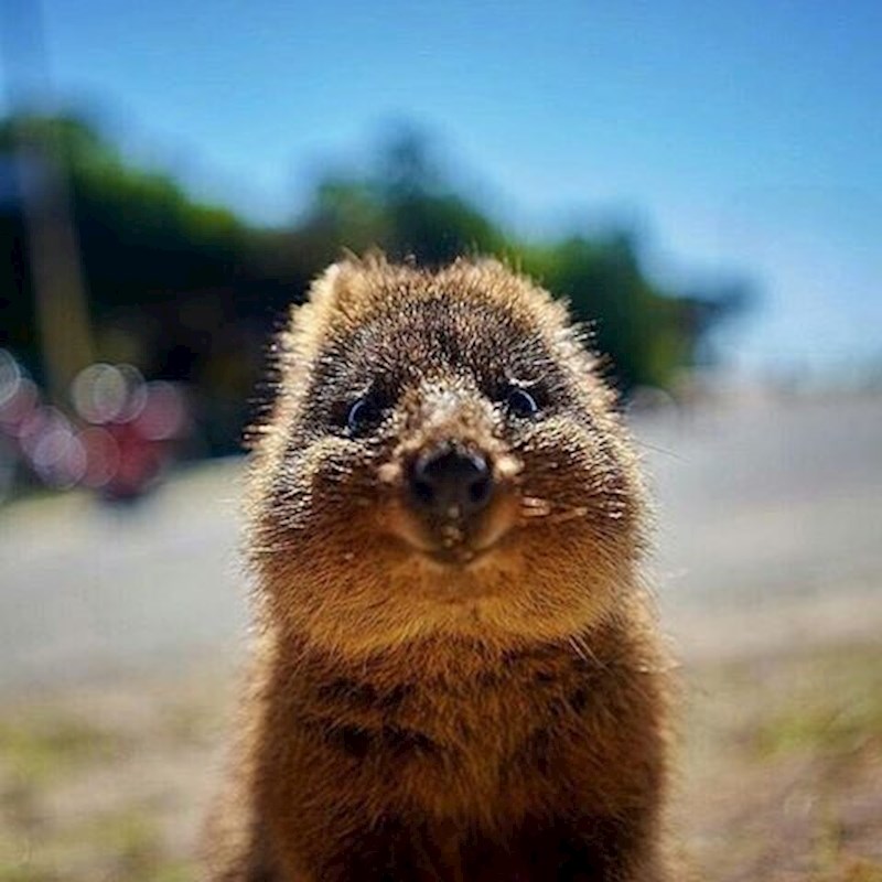 Zašto se “smiju”?