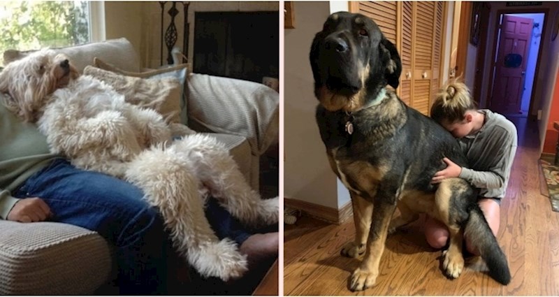 16 ljudi koji su željeli psa, ali sad imaju divovske prijatelje