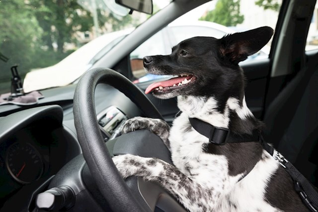 4. Zabranjeno je ostavljati psa u autu na suncu u Francuskoj.