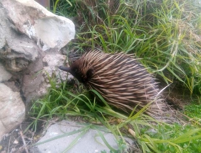 “Mala slatkica koja ostavlja rupe po mom dvorištu.”