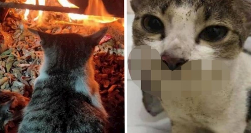 Preslatka mačka malo je pretjerala s grijanjem pred kaminom