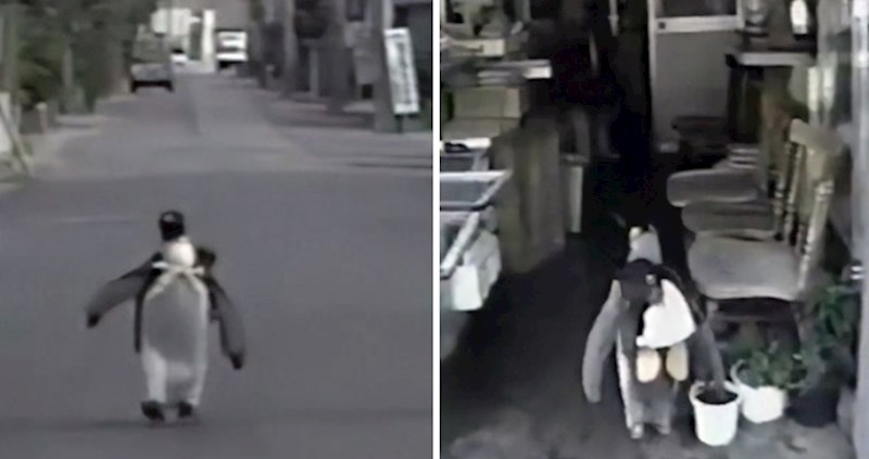 Ovaj spašeni pingvin toliko voli ići na ribarnicu da ga je obitelj naučila kako da ide sam