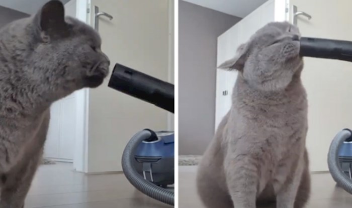 VIDEO Ovo je vjerojatno jedina mačka koja obožava usisavač