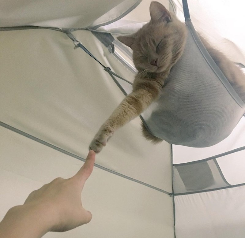 1. Mačke mogu pomoći u zacjeljivanju kostiju, tetiva i mišića.