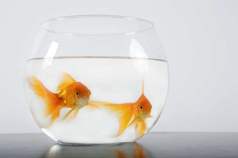 3. Rim je zabranio akvarije za zlatne ribice.