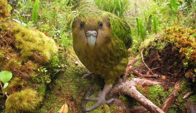 1. Kakapoi su jedine papige koje ne mogu letjeti.