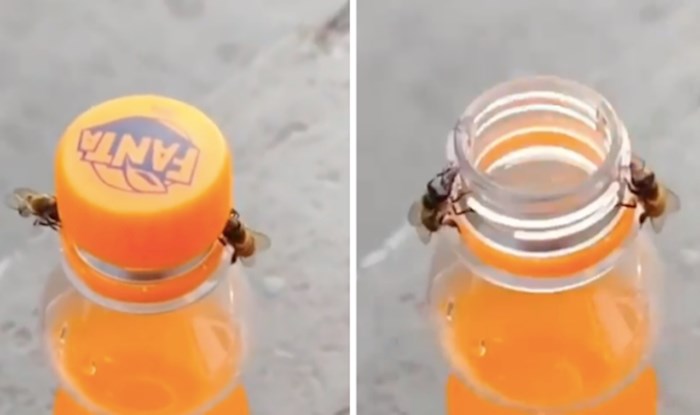 Video koji je začudio internet - dvije pčele bez problema otvorile bocu