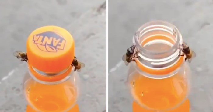Video koji je začudio internet - dvije pčele bez problema otvorile bocu