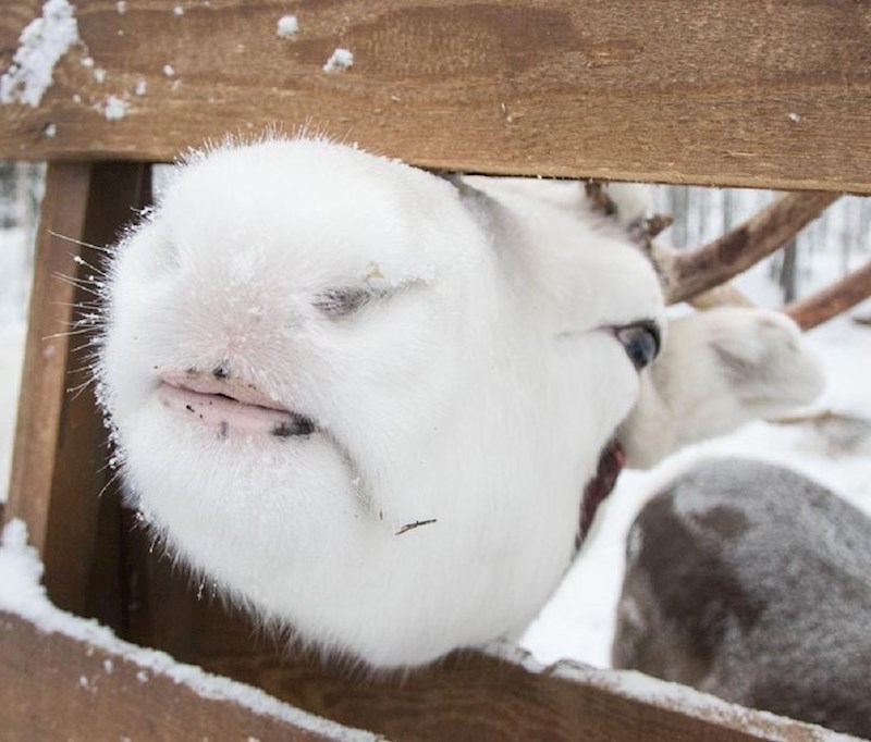 Ovako izgledaju usne sobova.