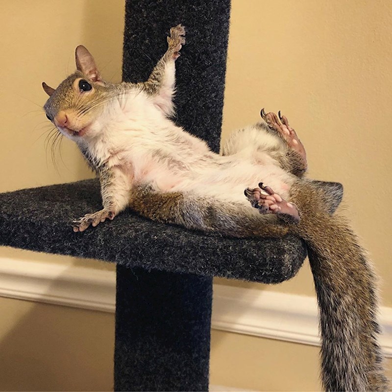 Jeste li već upoznali vjevericu Jill?