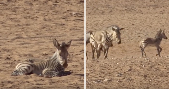 VIDEO Pogledajte prekrasan trenutak kada krdo zebra udomi napuštenu zebru