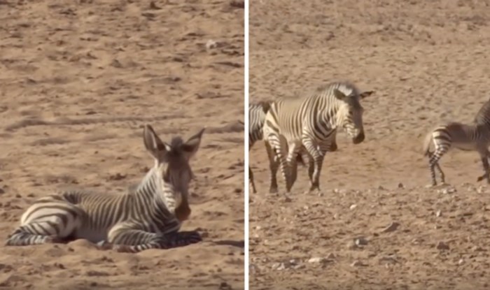 VIDEO Pogledajte prekrasan trenutak kada krdo zebra udomi napuštenu zebru