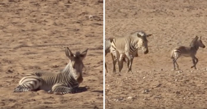 VIDEO Pogledajte prekrasan trenutak kada krdo zebra udomi napuštenu zebru