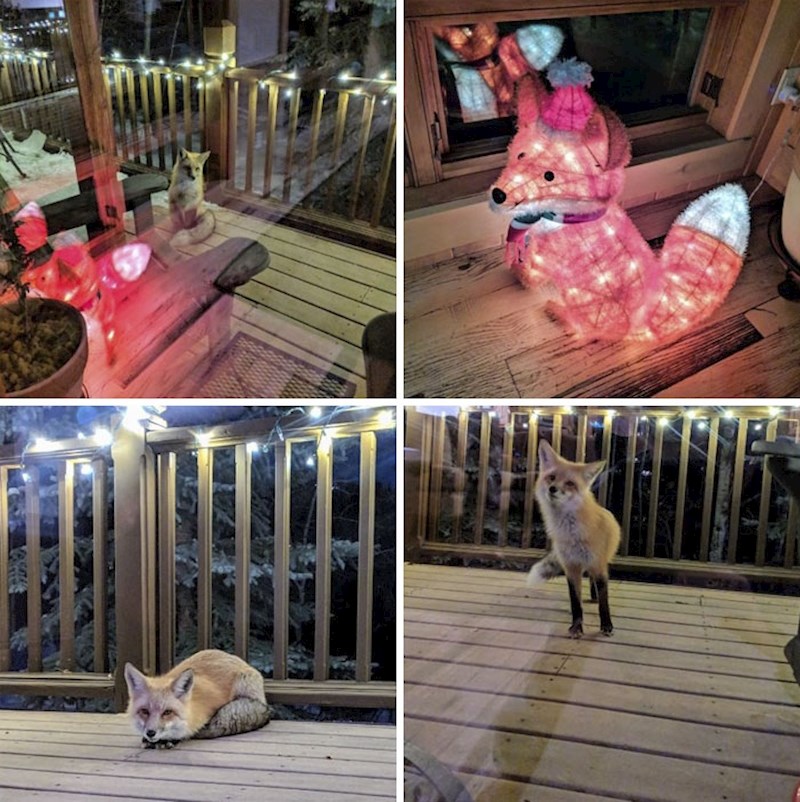 #2 "Mislim da se netko zaljubio u moj božići svjetlosni ukras."