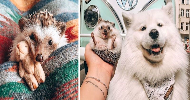 15 fotografija neodoljivog ježa koje će vam uljepšati dan