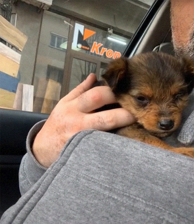 Goran je uzeo štene, nahranio ga i odveo veterinaru.