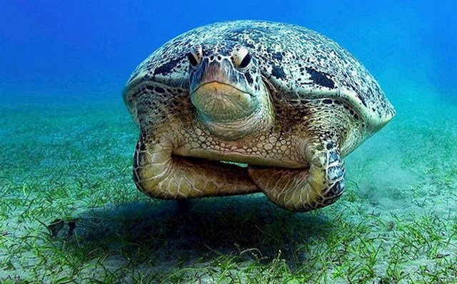 #6 Morske kornjače nisu ljute na ljude zbog onečišćenja oceana. One su jednostavno vrlo razočarane s nama