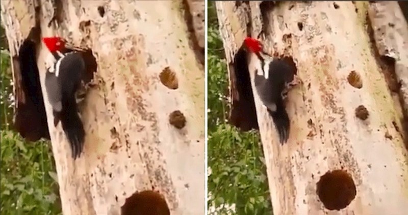 U deblu ovog stabla krije se opasno iznenađenje za pticu