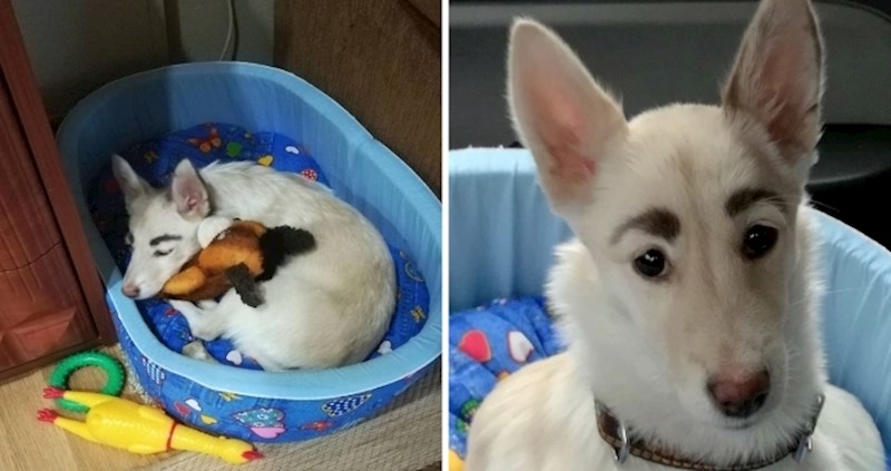 Ljudi su pokušali oprati obrve ovog psa samo kako bi saznali da nisu obojene