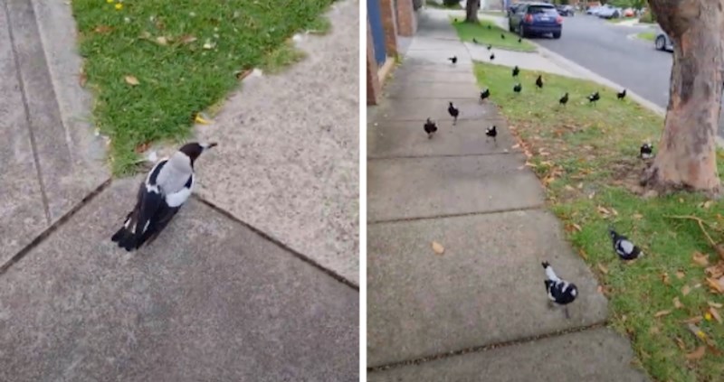 VIDEO Primijetio je da ga prati svraka, a onda se pojavilo cijelo jato
