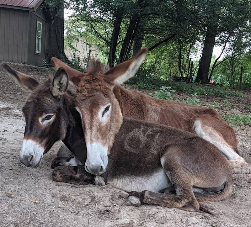"Moja dva magarca Marley i Journey se apsolutno vole."