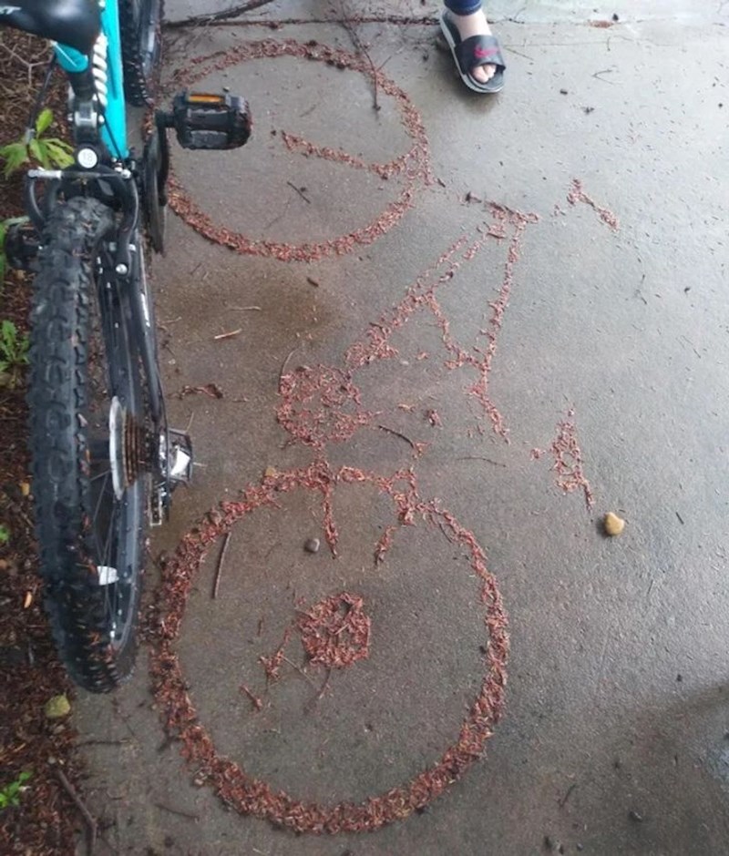 "Borove iglice koje su u obliku bicikla."