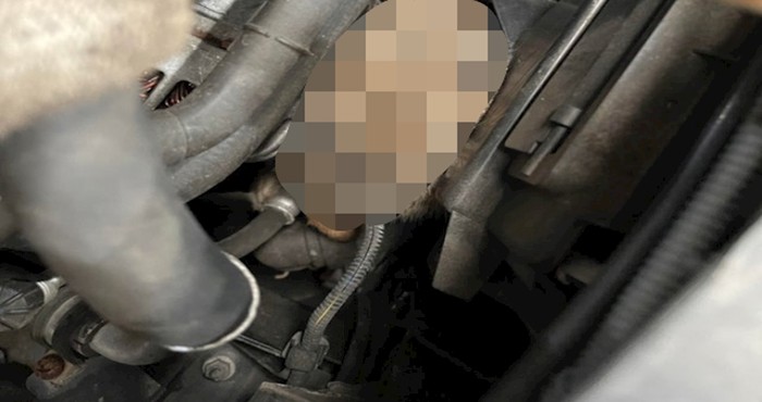 Dok je provjeravao ulje u motoru primjetio je da se netko tamo krije