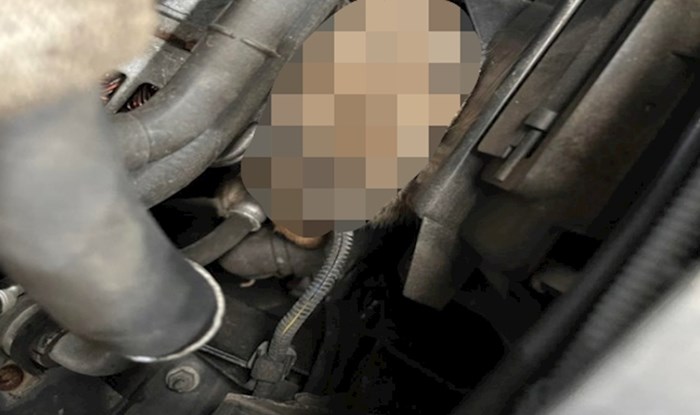 Dok je provjeravao ulje u motoru primjetio je da se netko tamo krije