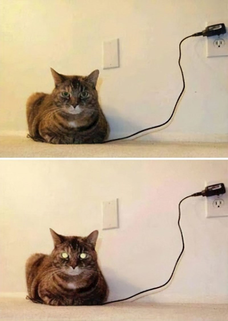 Mačke 21. stoljeća moraju se u puniti svakih 24 sata