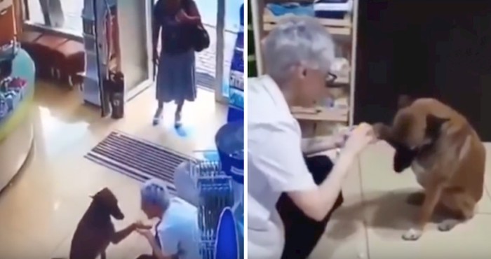VIDEO Ovaj ozljeđeni pas lutalica potražio je pomoć u ljekarni
