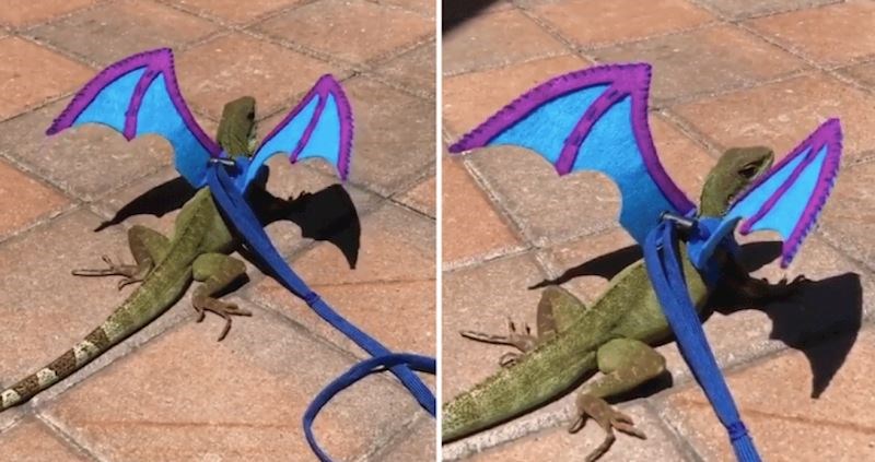 Ovaj gušter dobio je zmajska krila, a osim što mu dobro stoje još se i pomiču
