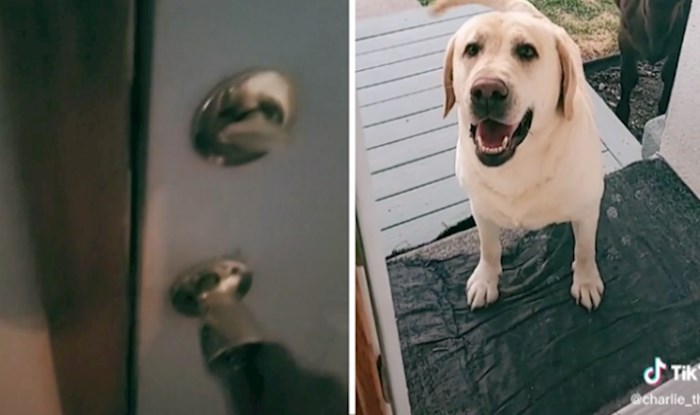 VIDEO Ovaj TikTok oduševio je milijune, labrador je odlučio ugostiti svog novog prijatelja!